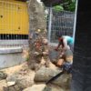 TEBANG POHON TERMURAH DI KECAMATAN KOTA GEDE JOGJA - Gambar 2