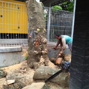 JASA TEBANG POHON TERMURAH DI KEC MANTRIJERON