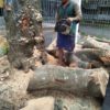 TEBANG POHON TERMURAH DI KECAMATAN KOTA GEDE JOGJA - Gambar 3