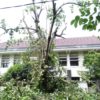 TEBANG POHON TERMURAH DI KECAMATAN KOTA GEDE JOGJA - Gambar 4