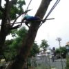 TEBANG POHON TERMURAH DI KECAMATAN KOTA GEDE JOGJA